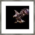 Juvenile American Bald Eagle In-flight Framed Print