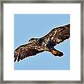 Juvenile Bald Eagle In Flight Close Up Framed Print