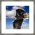 Juvenile Bald Eagle Framed Print