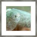 Juvenile Broadclub Cuttlefish Framed Print