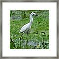 Juvenile Little Blue Heron In Search Of Food Framed Print
