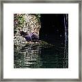 Juvenile Mink At Cove Creek Framed Print