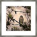 Juvenile Red Shouldered Hawk 06.07.2014 Framed Print