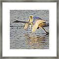 Juvenile Whooper Swan Taking Off Framed Print