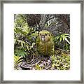 Kakapo Male In Forest Codfish Island Framed Print