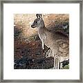 Kangaroo And Joey Framed Print