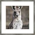 Kangaroo Framed Print