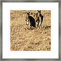 Kangaroo Twosome - Western Australia Framed Print