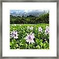 Kawanui Marsh #flowers #hawaii Framed Print