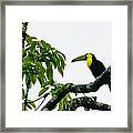 Keel Billed Toucan - Ramphastos Sulfuratus Framed Print