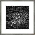 Keen Eyed Lioness Framed Print
