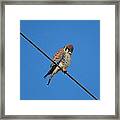 Kestrel On A Wire Framed Print