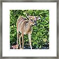 Key Deer Cuteness Framed Print