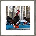 Key West Rooster Framed Print