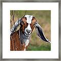 Kid Goat Framed Print
