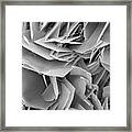 Kidney Stone Crystals Framed Print