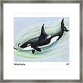 Killer Whale Feeding Framed Print