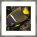 King Angelfish Framed Print