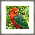 King Parrot Male Framed Print
