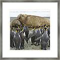 King Penguins And Southern Elephant Framed Print