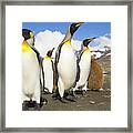 King Penguins At St Andrews Bay Framed Print