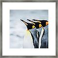King Penguins Framed Print