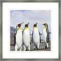 King Penguins St Andrews Bay Framed Print