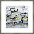 King Penguins Swimming S Georgia Island Framed Print