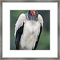 King Vulture Portraittambopata River Framed Print