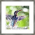 Kingfisher Emerging Out Of Water Framed Print