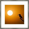 Kingfisher Sunset Framed Print