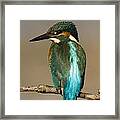 Kingfisher3 Framed Print