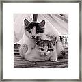 Kitten Cuddles Framed Print