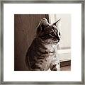 Kitten In The Light Framed Print