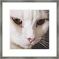 Kitty Close-up. 😽 Framed Print