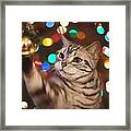 Kitty In The Lights Framed Print