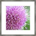 Knautia Melton Pastels Framed Print