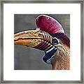 Knobbed Hornbill Framed Print