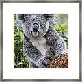 Koala Joey Nsw Australia Framed Print
