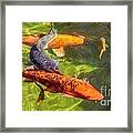 Koi Framed Print