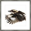 Kookabura In Flight Framed Print