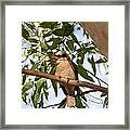 Kookaburra 3 Framed Print