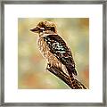 Kookaburra - Australian Bird Painting Framed Print