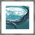 Kronosaurus Extinct Marine Reptile Framed Print