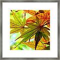 Kyoto's Beauty Of Autumn Framed Print