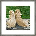 Labrador Lazy Afternoon Framed Print