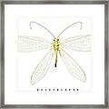 Lacewing Framed Print
