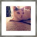 Lacey 🐱#cat #cats #catsagram Framed Print