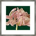Lacey Tulip Framed Print
