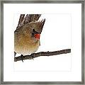 Lady Cardinal Framed Print